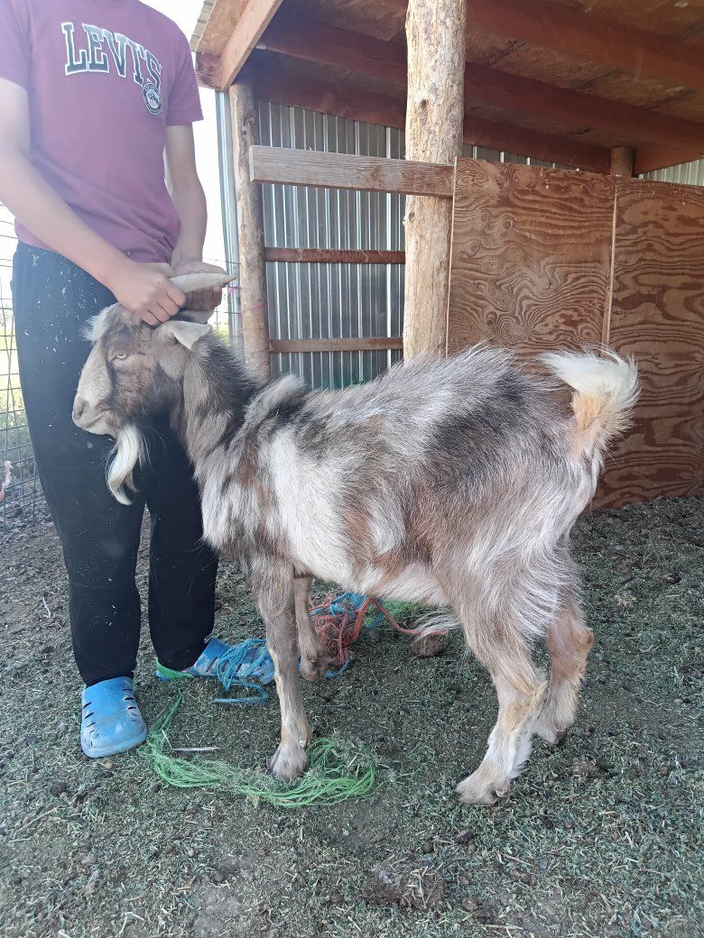 boer x Nigerian sale/trade