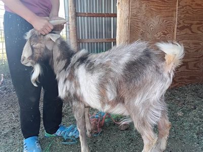 boer x Nigerian sale/trade