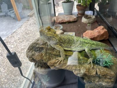 Bearded Dragon