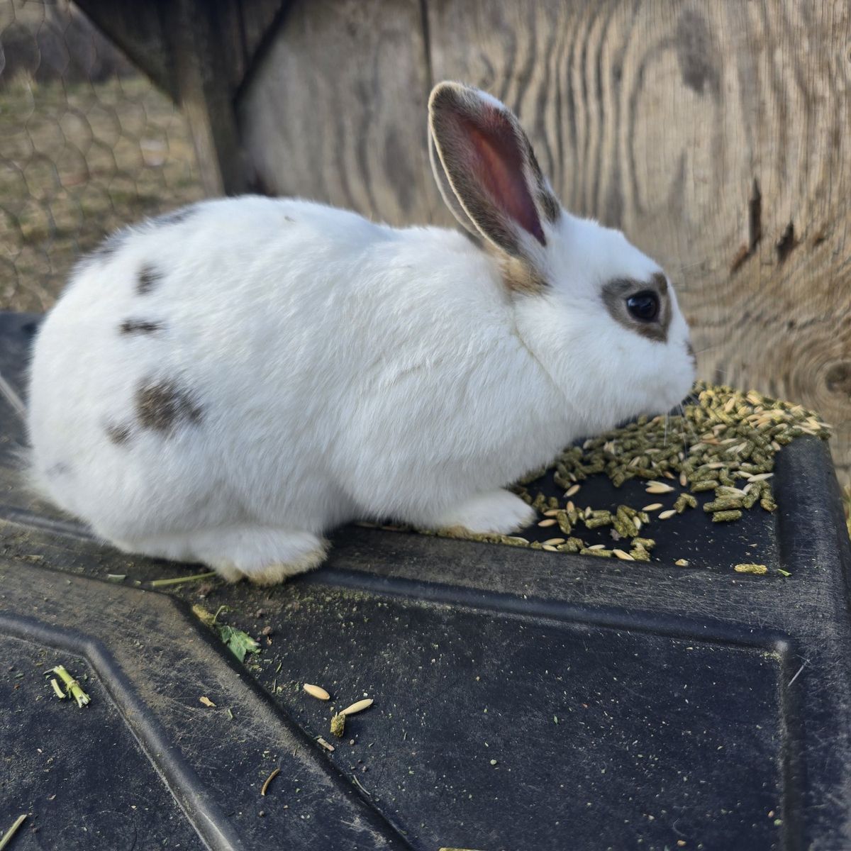 new zealand cross litters