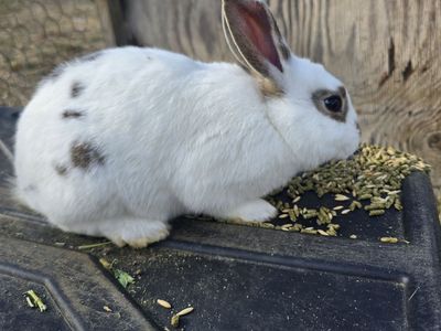 new zealand cross litters