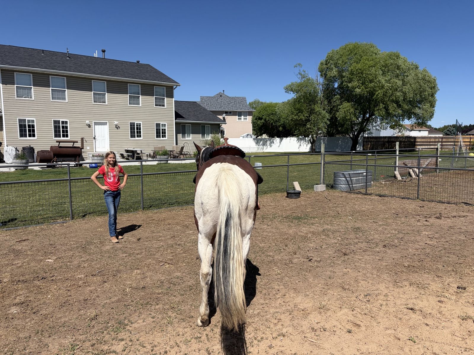 12yr Old Paint Gelding
