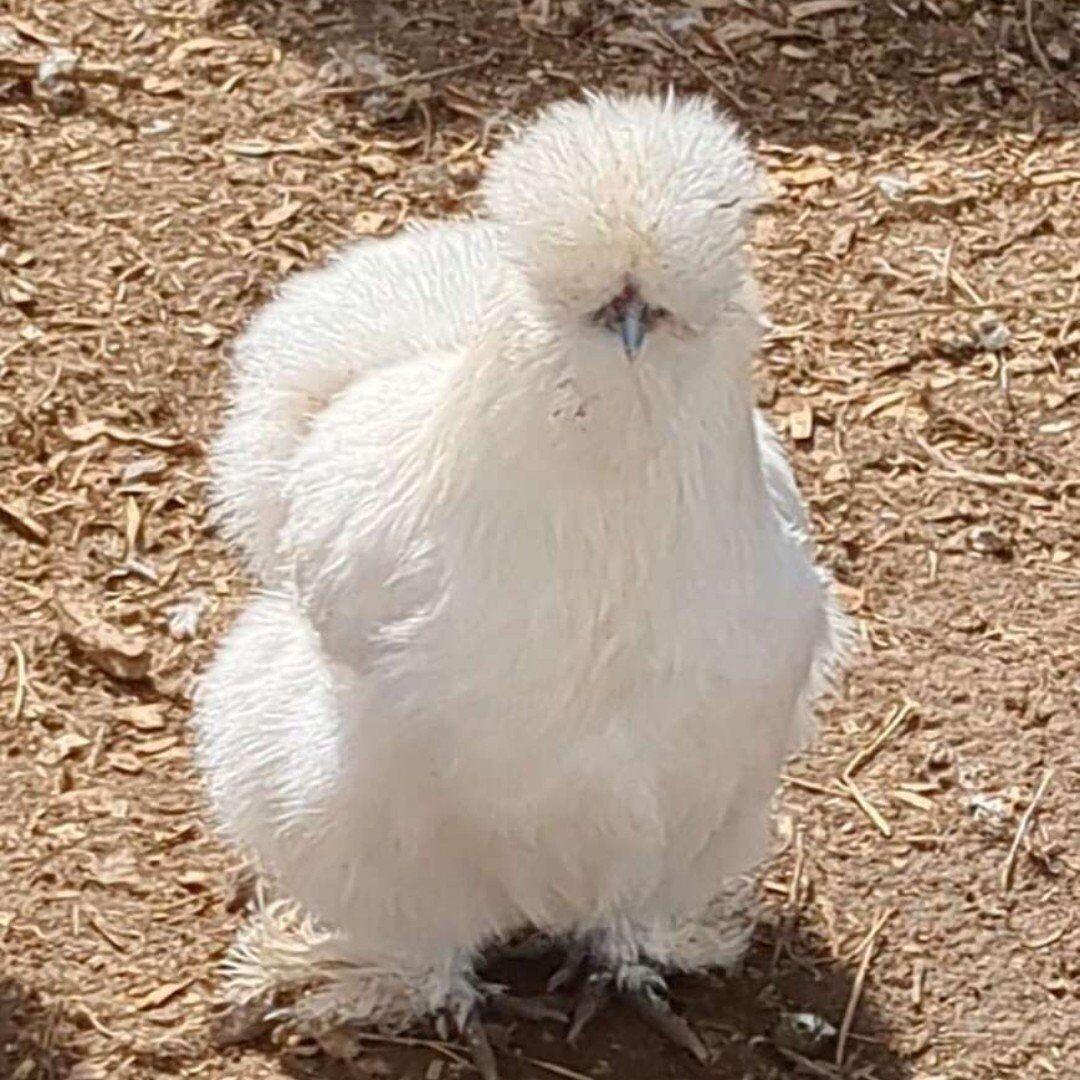ISO White Silkie "Female"