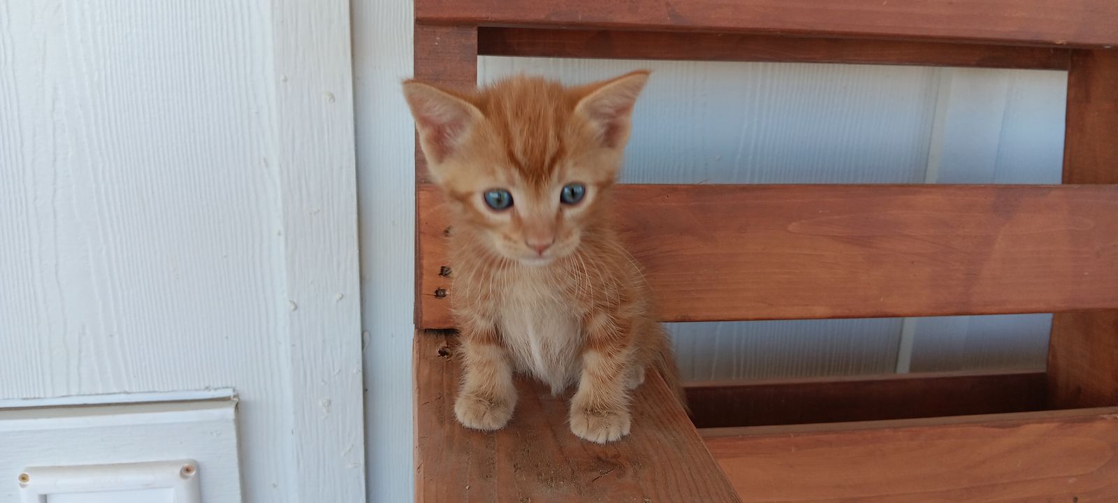 Adorable Kittens for Sale!!