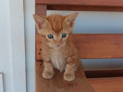 Adorable Kittens for Sale!!