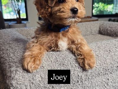 Darling Kennel Trained Mini Goldendoodle Puppies