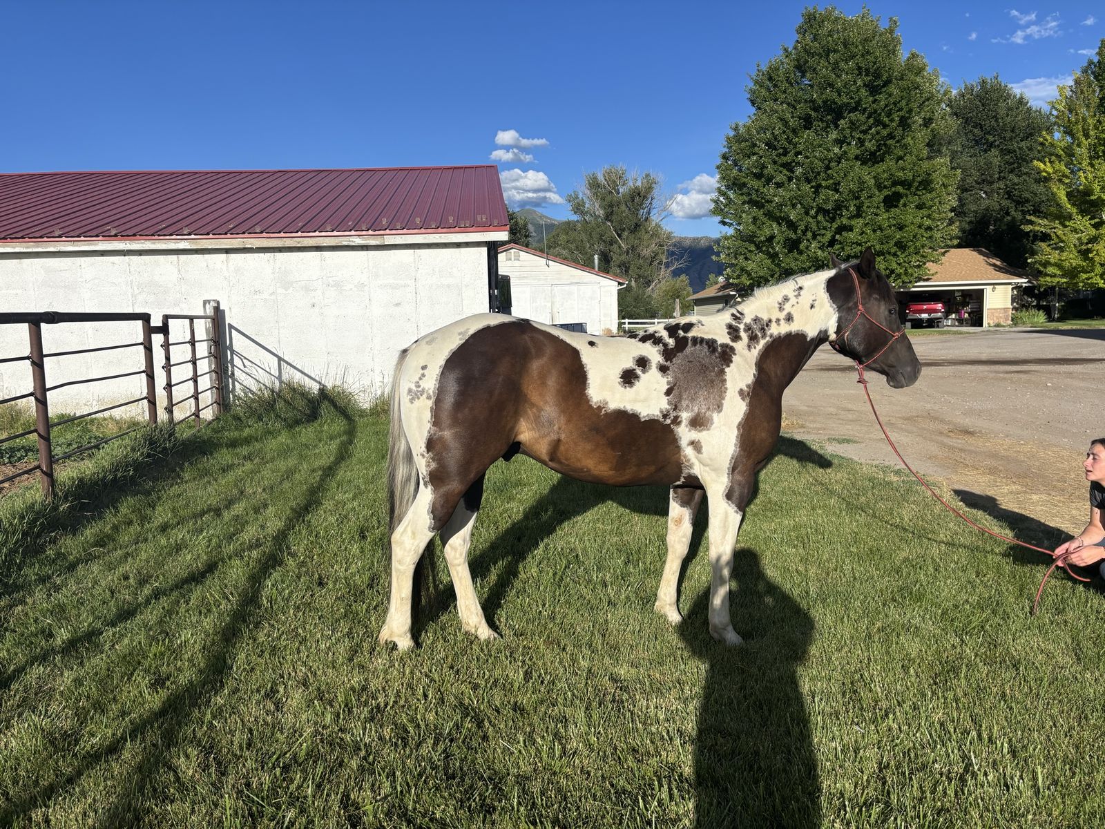 4 year old registered APHA gelding