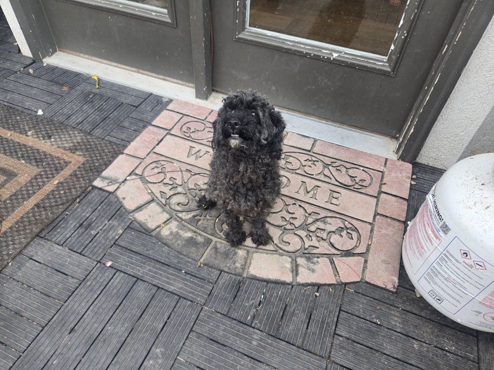 11 lb pure bread mini poodle with papers