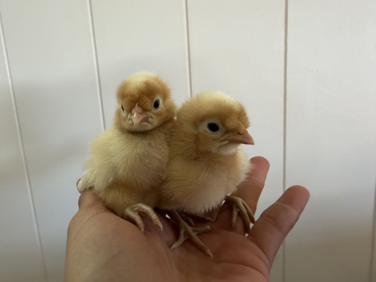 2 opal legbars Mareks vaccinated