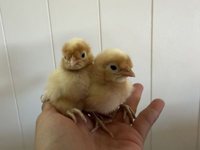 2 opal legbars Mareks vaccinated