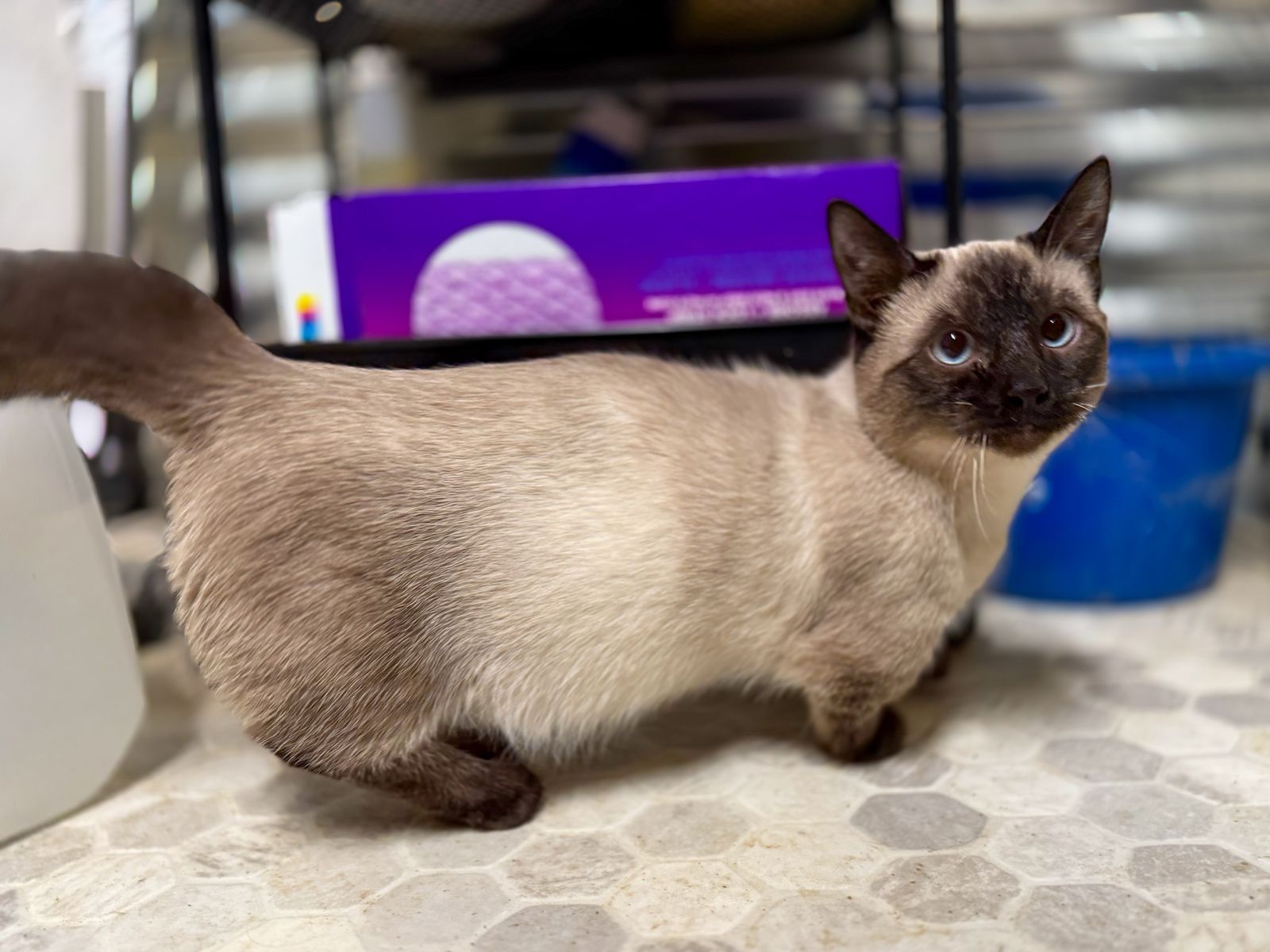 Munchkin male and females