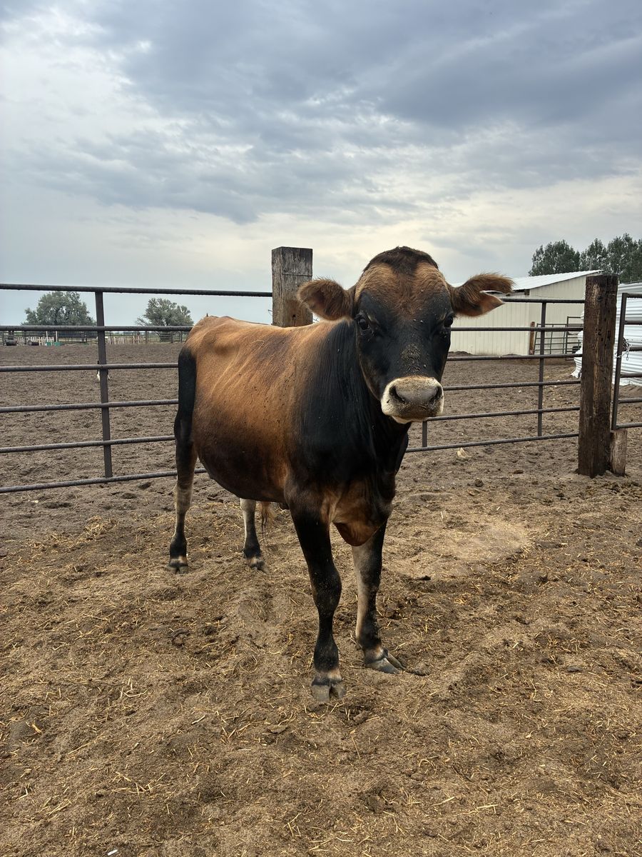 Jersey bull