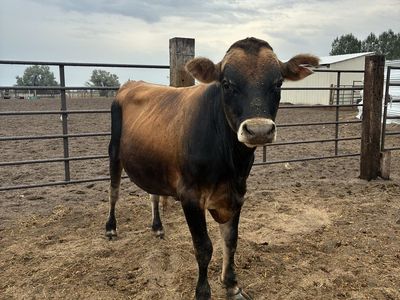 Jersey bull