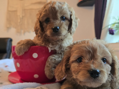 F1 Cavapoo Puppies