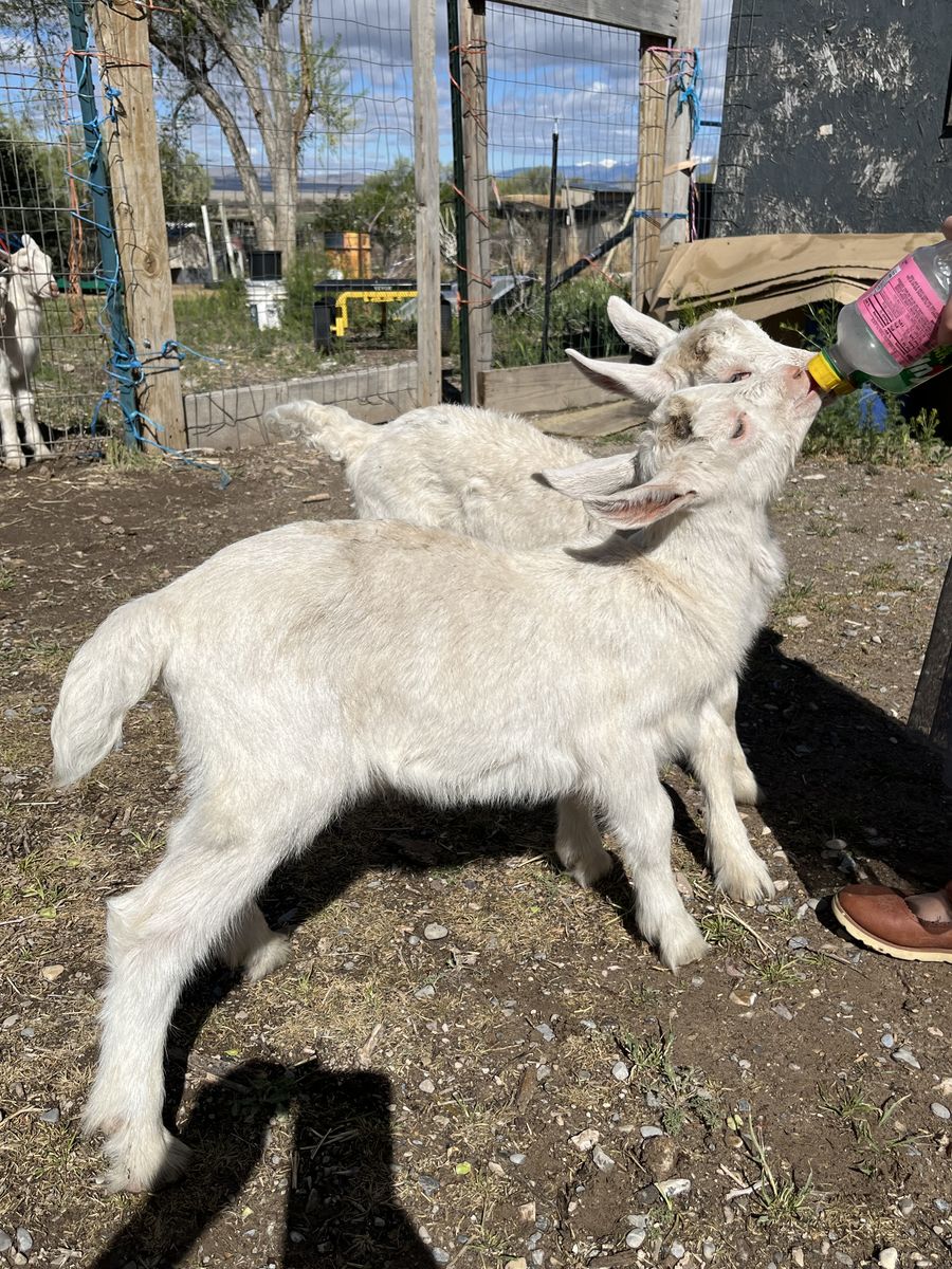 Purebred Saanen Buckling Bottle Babies