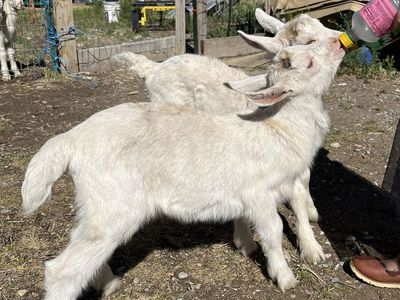 Purebred Saanen Buckling Bottle Babies