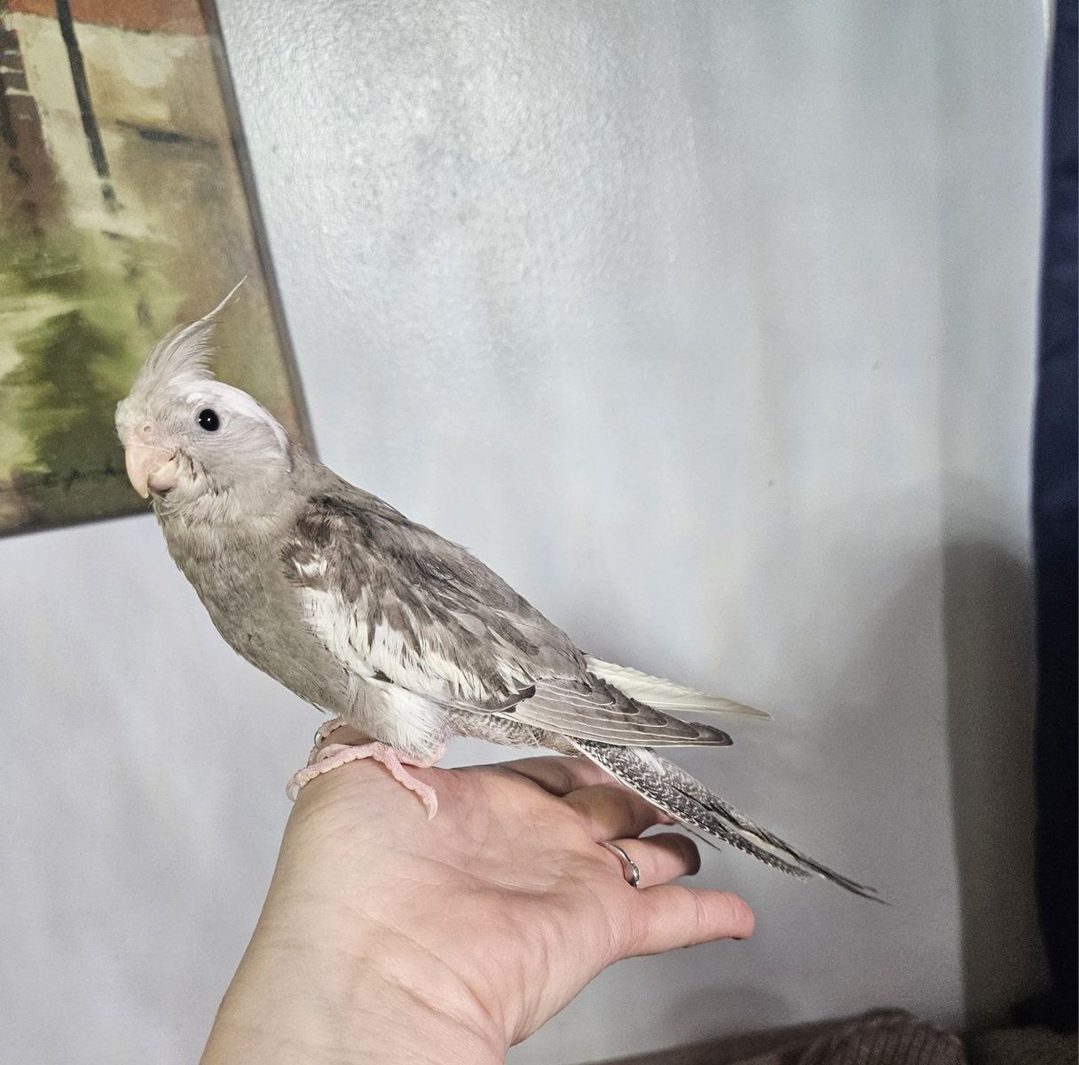 Tame Baby White-Faced Cockatiel