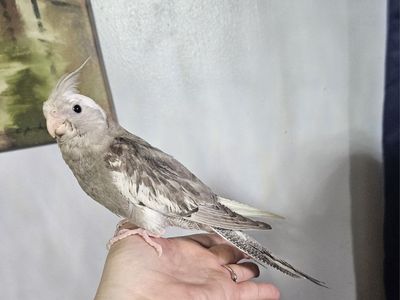 Tame Baby White-Faced Cockatiel