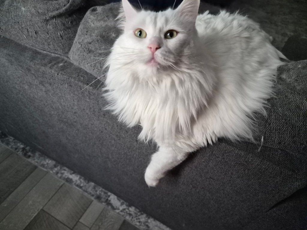 3 year old female Turkish Angora