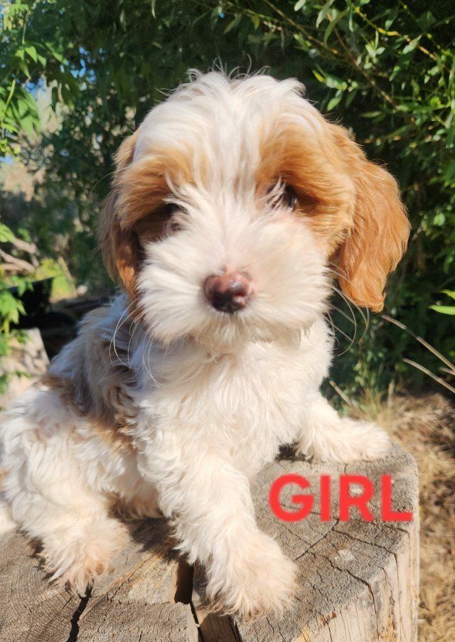 MINI GOLDENDOODLE PUPPIES