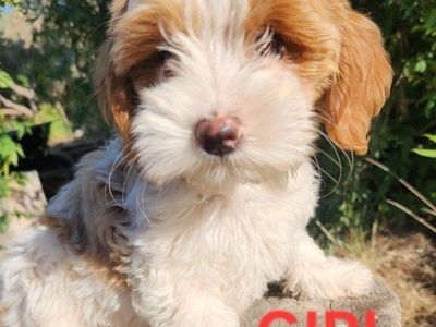 MINI GOLDENDOODLE PUPPIES
