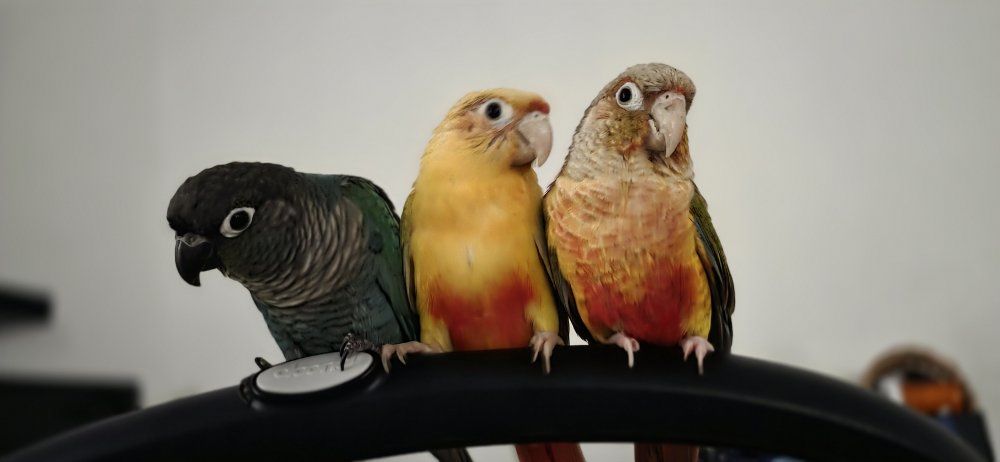 3 young conures