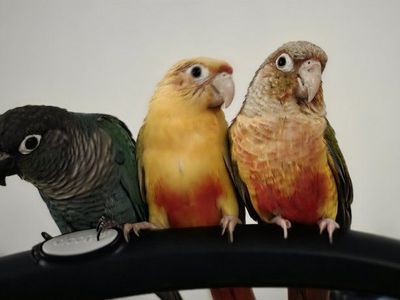 3 young conures