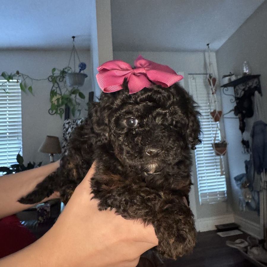 Sweet toy poodles