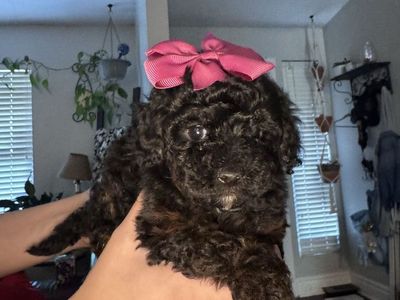 Sweet toy poodles