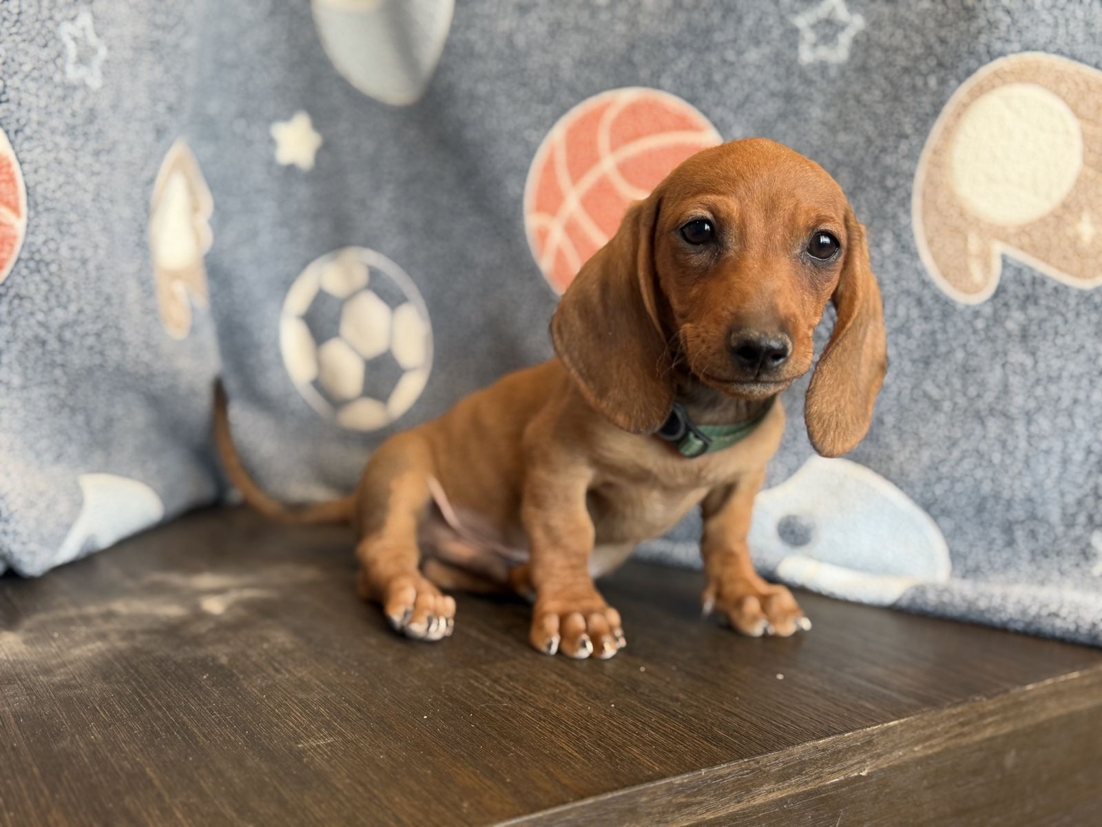 2 MALE dachshunds puppies