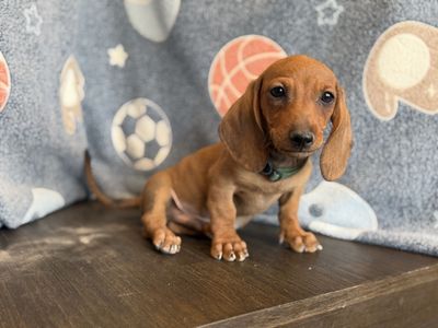 2 MALE dachshunds puppies