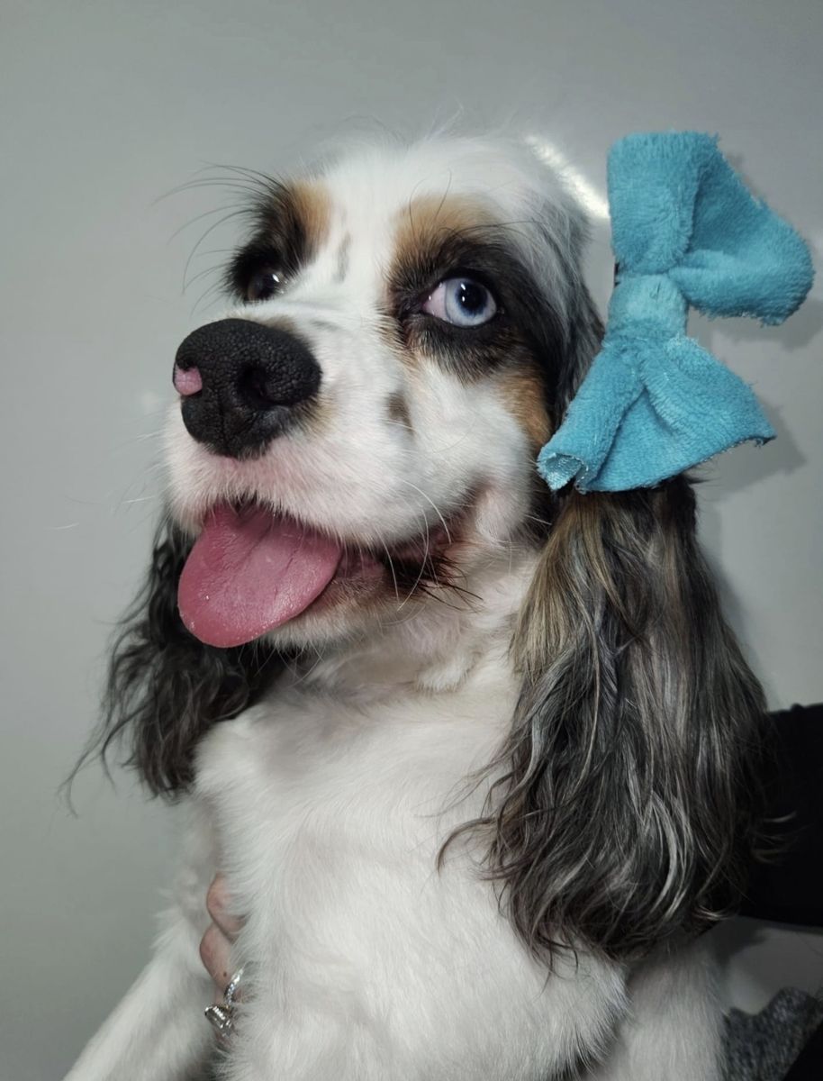 Sweet 4 Year old Cocker Spaniel