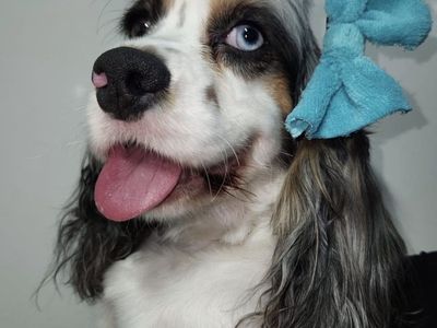 Sweet 4 Year old Cocker Spaniel