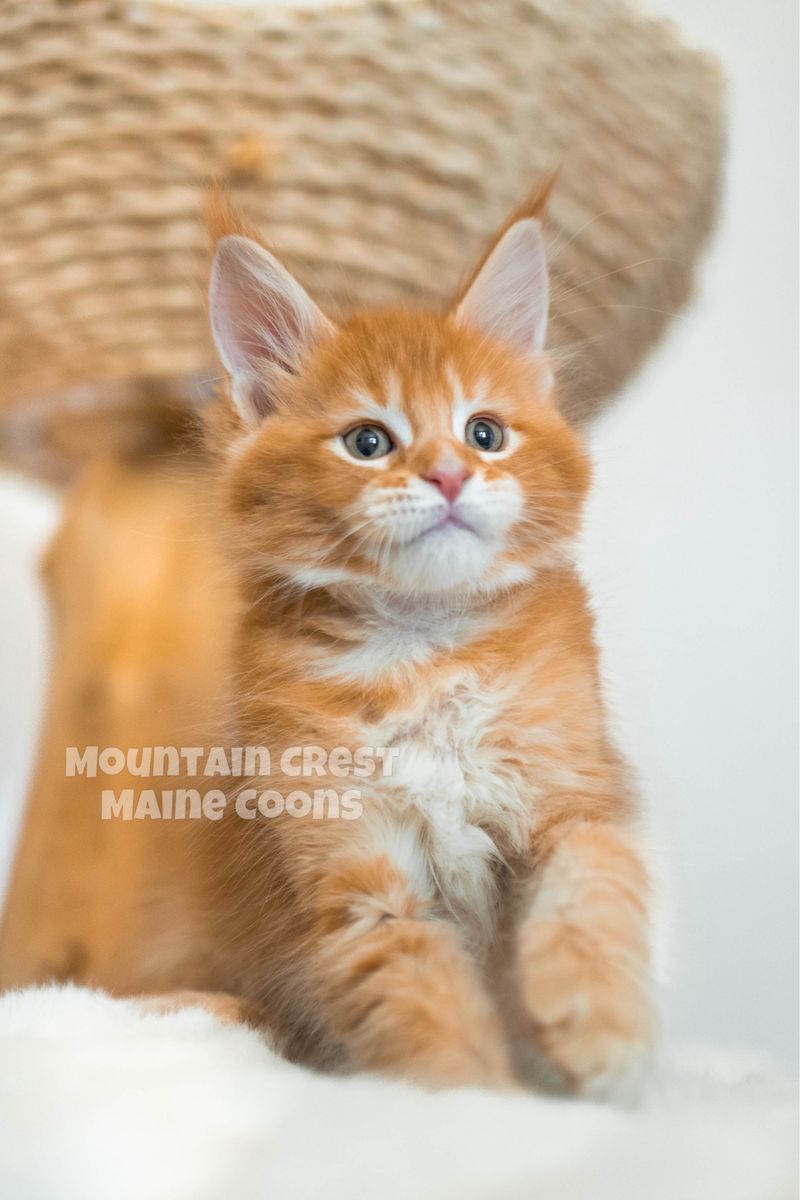 Red Male Maine Coon Kitten