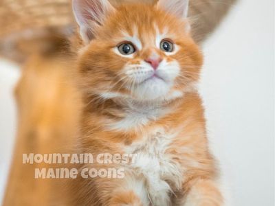 Red Male Maine Coon Kitten