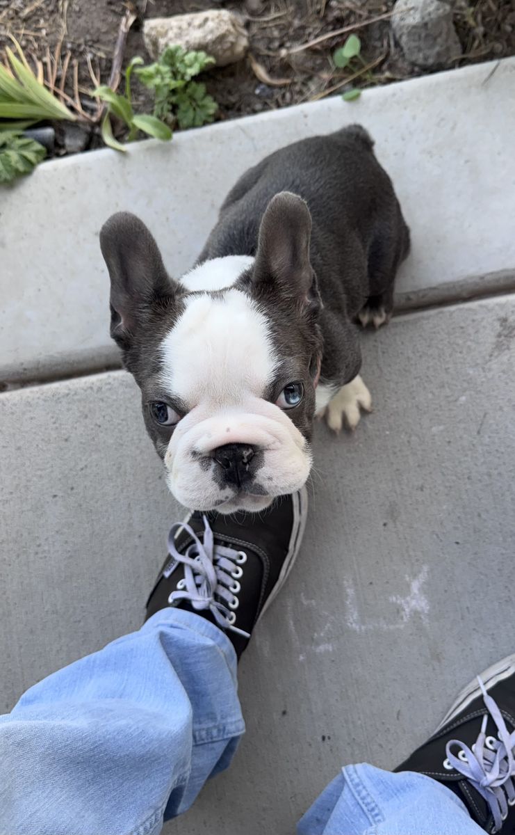 AKC BLUE & WHITE French Bulldog — Fluffy‑Sired • UC Davis Tested • Full Rights • First Shots