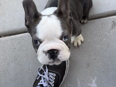 AKC BLUE & WHITE French Bulldog — Fluffy‑Sired • UC Davis Tested • Full Rights • First Shots