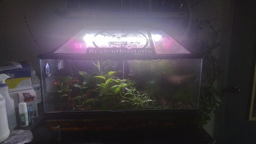 bioactive enclosure with salamanders