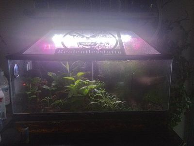 bioactive enclosure with salamanders
