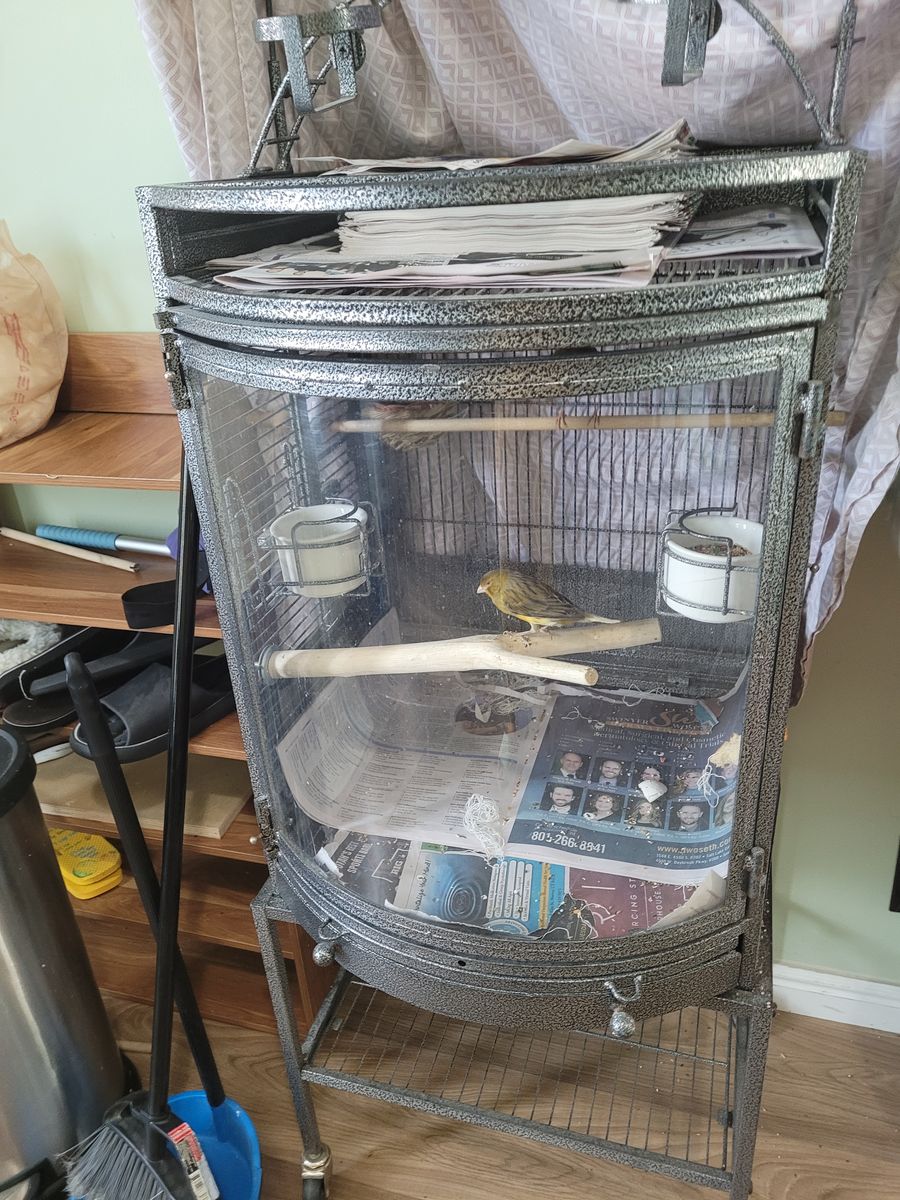 Se venden pareja de canarios