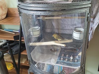 Se venden pareja de canarios