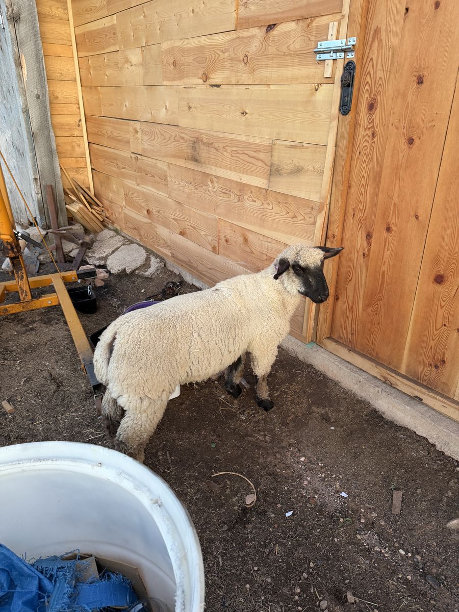 Sheep 