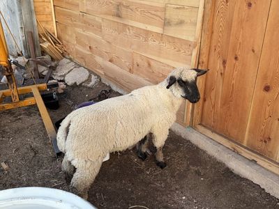 Sheep