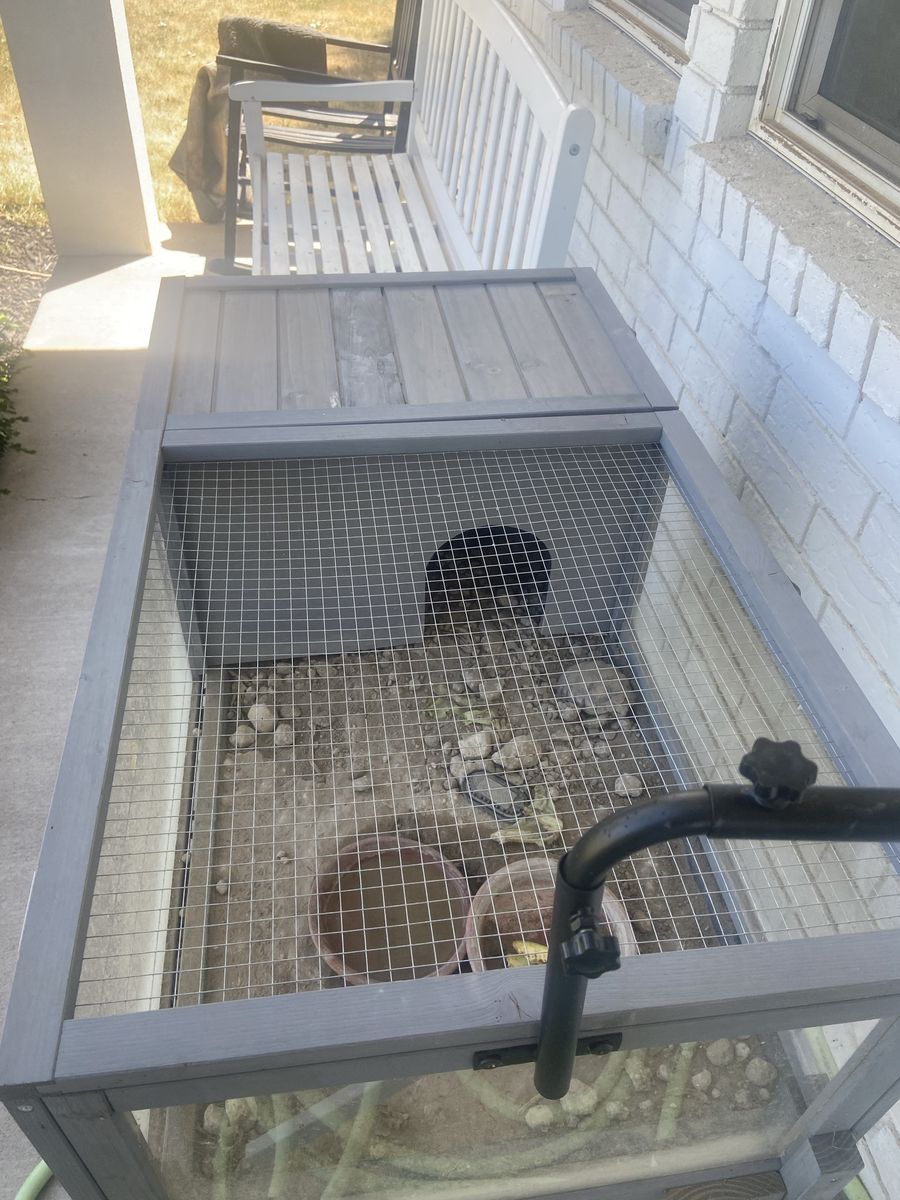 2 tortoises with enclosure