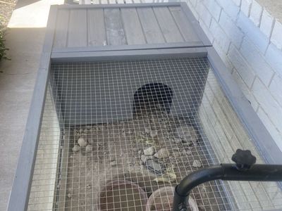 2 tortoises with enclosure
