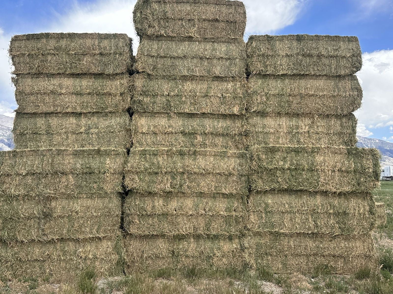 1st Crop Alfalfa