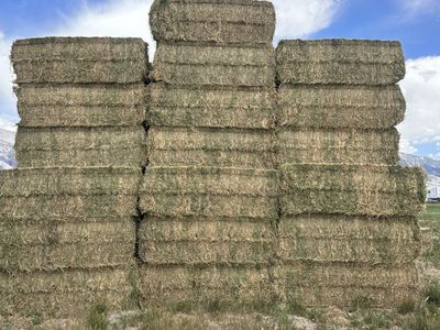 1st Crop Alfalfa