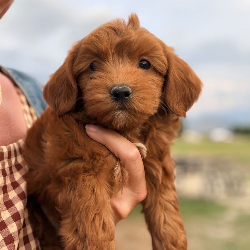 Teddy Bear Goldendoodle Puppies - Mount Sterling Doodles