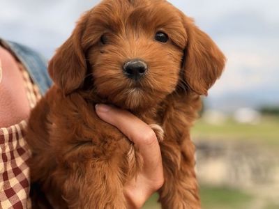 Teddy Bear Goldendoodle Puppies - Mount Sterling Doodles