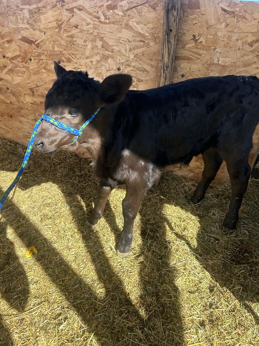 Angus Calf